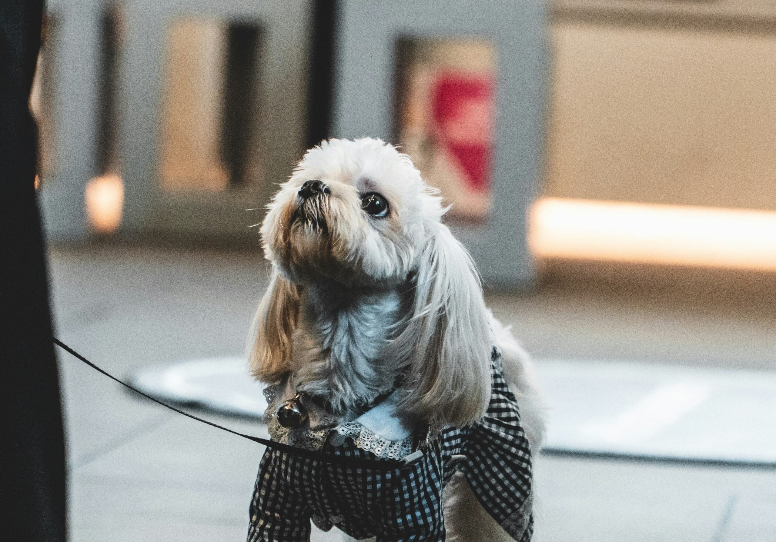 Bring Your Pet, Skip the Deposit: A Verified “Fee Only” Playbook